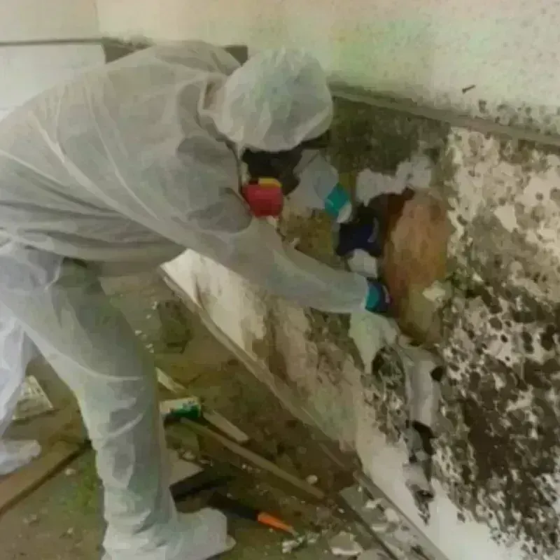 Mold Remediation and Removal in Port Clinton, OH